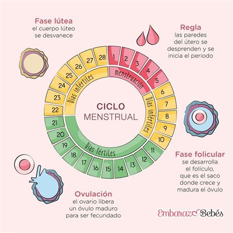 ciclo menstrual fases - pé diabético fases